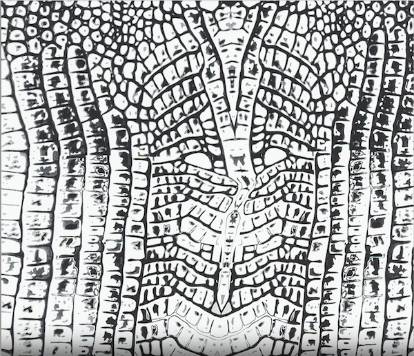 Hydrographic pattern swatch of Gator for Distinction Applied Jeep painted products